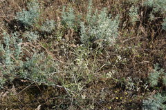 Trinia leiogona