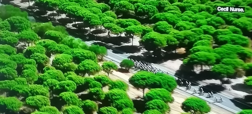 Stone pine