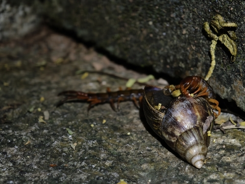 Scolopendra multidens