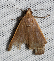 Simplicia cornicalis