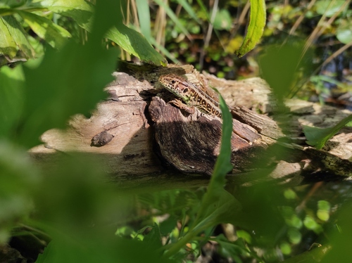 Sand Lizard