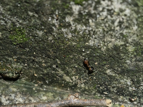 Nicobar Carpenter Ant