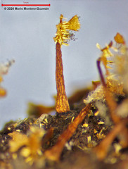 Physarella oblonga