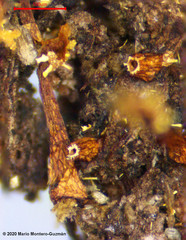 Physarella oblonga