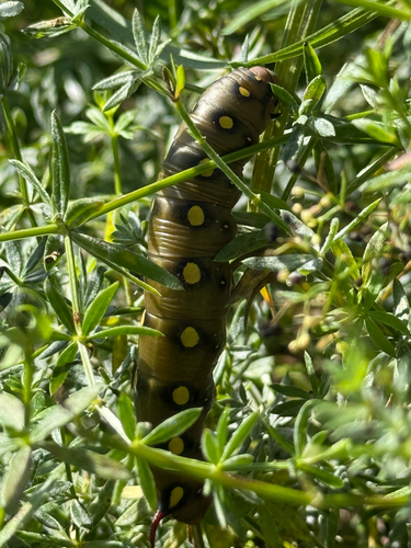 Bedstraw Hawkmoth