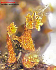 Physarella oblonga