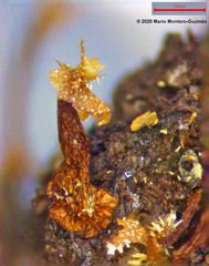 Physarella oblonga