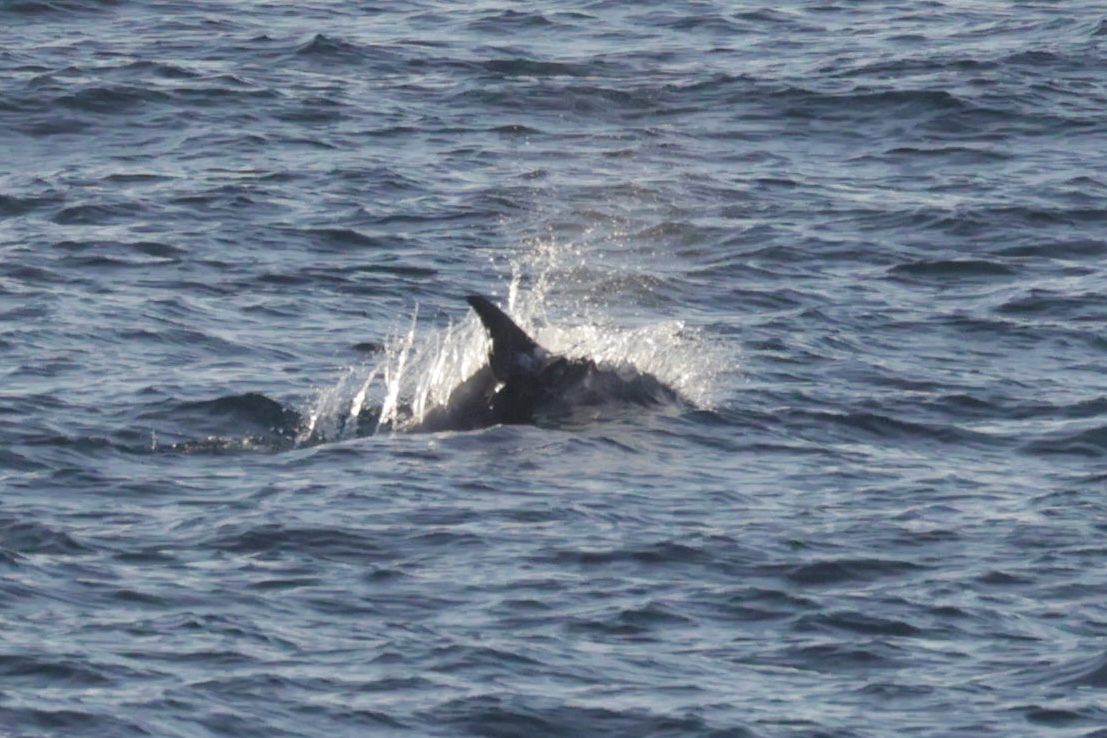 Lagenorhynchus albirostris