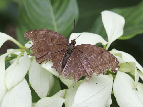 Chocolate Pansy photo 6