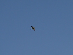 Merops apiaster