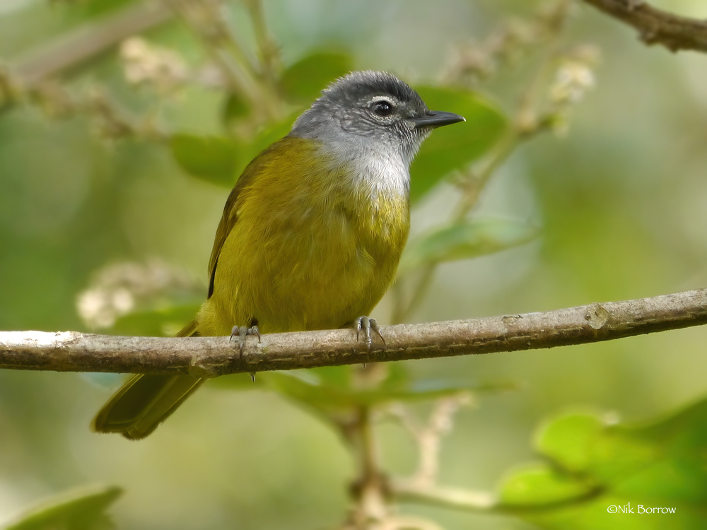 Kikuyu Mountain Greenbul photo