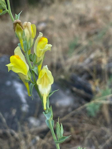 Balkan toadflax