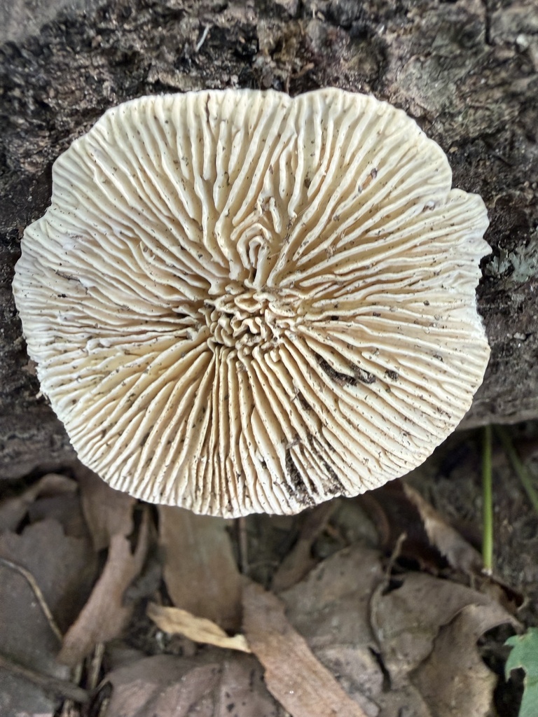 Gilled Polypore · September 2026 · photo: Photo: (c) ladyjanaye, some rights reserved (CC BY) · iNaturalist
