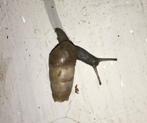 Decollate Snail