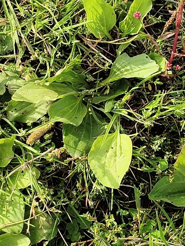 greater plantain