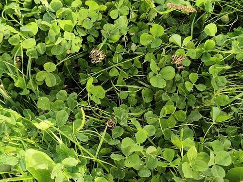 white clover