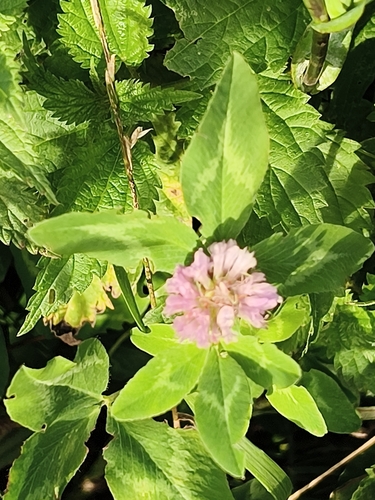 Red Clover