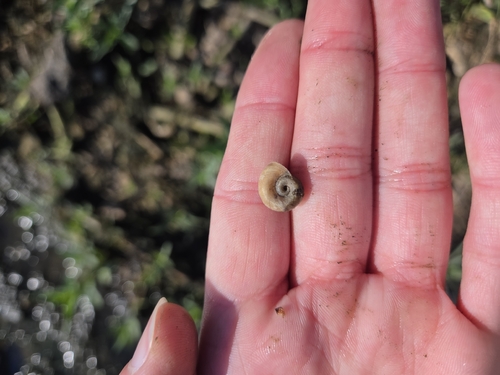 Marsh Ramshorn