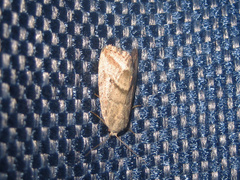 Phyllophila obliterata