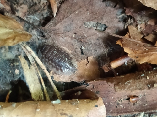 Common Shiny Woodlouse