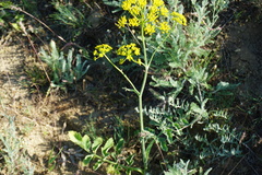 Pastinaca clausii