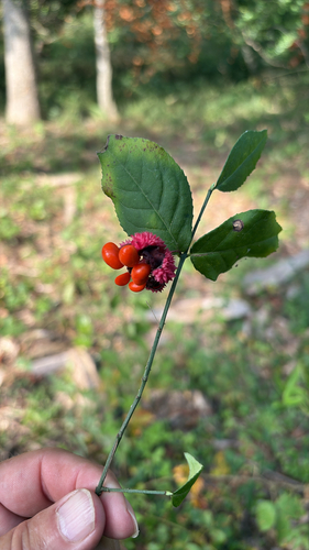 strawberry bush