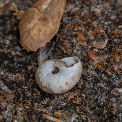 Sonorella huachucana