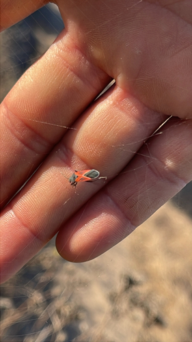 iNaturalist observation photo of Melanopleurus fuscosus