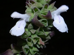 Salvia shannonii