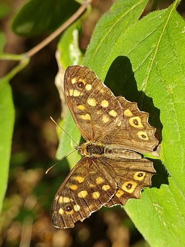 Speckled Wood