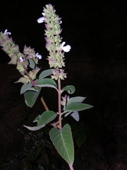 Salvia shannonii