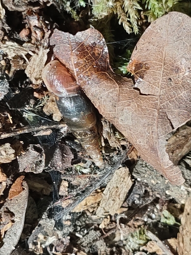 Plaited Door-snail