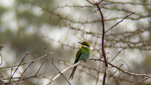 Swallow-tailed Bee-eater