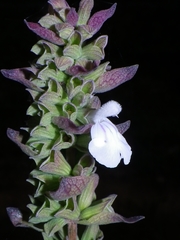 Salvia shannonii