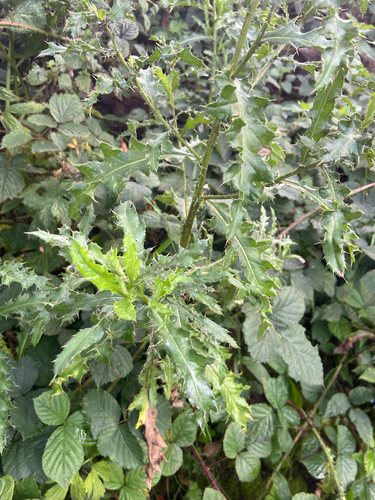 creeping thistle