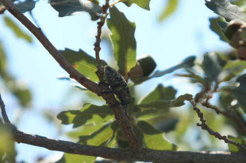 Lampetis drummondi