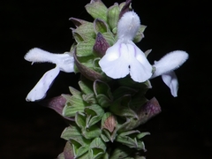 Salvia shannonii