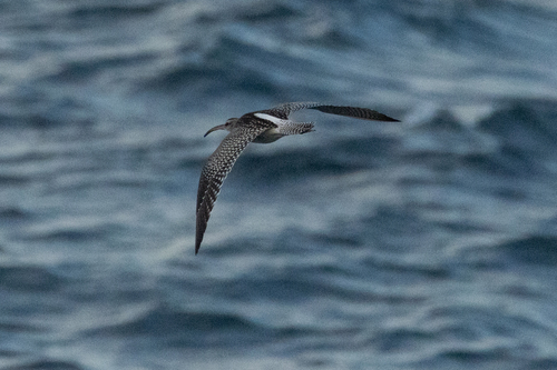 iNaturalist: (c) Victor Beccari, some rights reserved (CC BY-NC), uploaded by Victor Beccari iNaturalist image