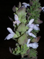 Salvia shannonii