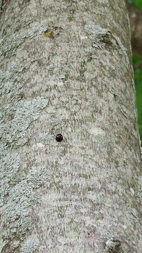Red-spotted Sigil Complex
