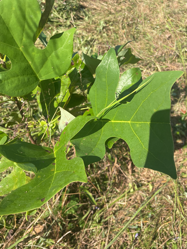 American tuliptree