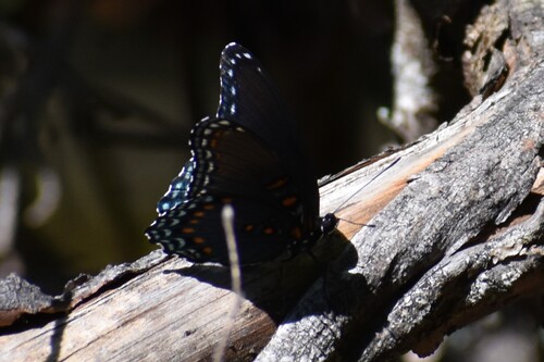 Red-spotted Admiral