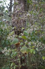 Peteravenia schultzii