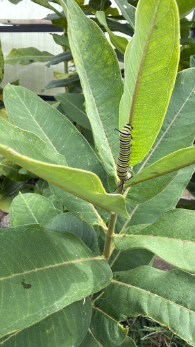 Monarch