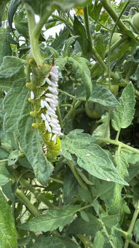Hornworm Parasitoid Wasp
