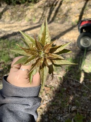 Lysimachia quadrifolia