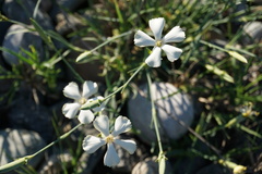 Dianthus lanceolatus