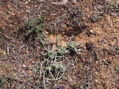 Teucrium gnaphalodes