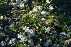 Dianthus lanceolatus