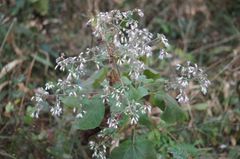 Peteravenia schultzii